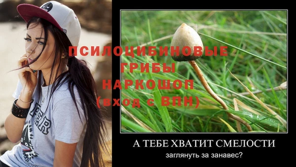 стаф Касимов